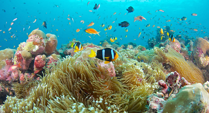Across the Indian Ocean: Explore the Underwater World of the Maldives